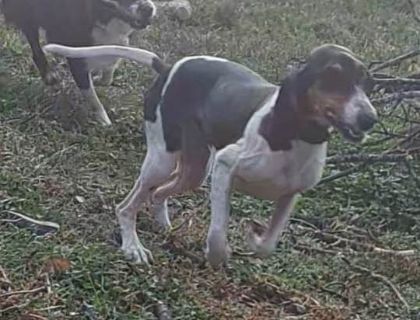 ritrovamento cane segugio francese ritrovamento cane segugio francese